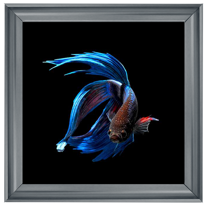 AN448 Blue & Red Betta Fish |