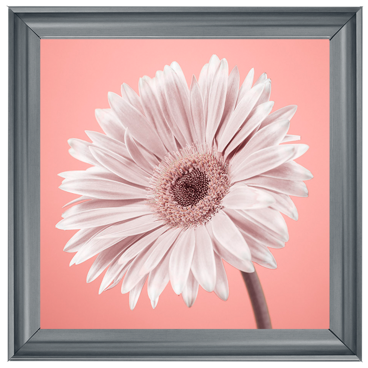 FL057 Single Gerbera Nude pink II