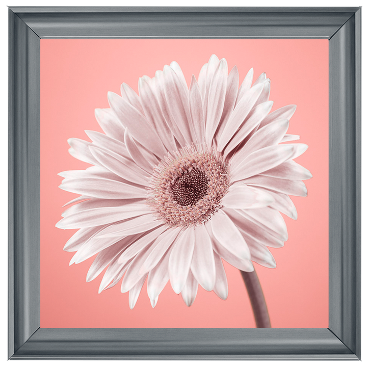FL057 Single Gerbera Nude pink II