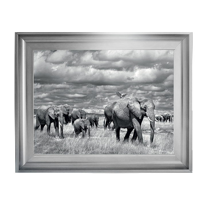 Elephants of Kenya