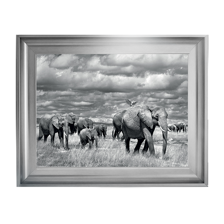Elephants of Kenya