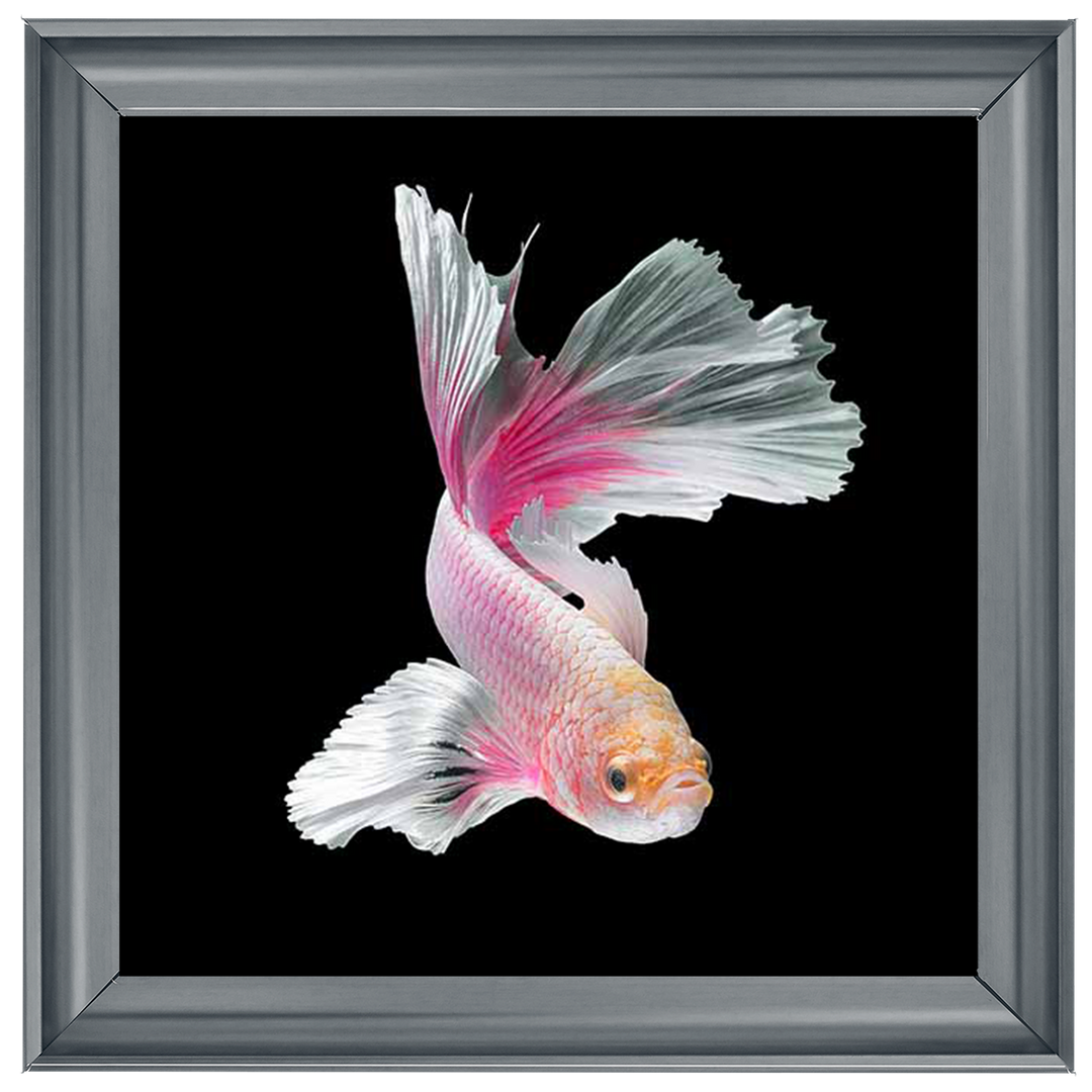 Pink & White Betta Fish |