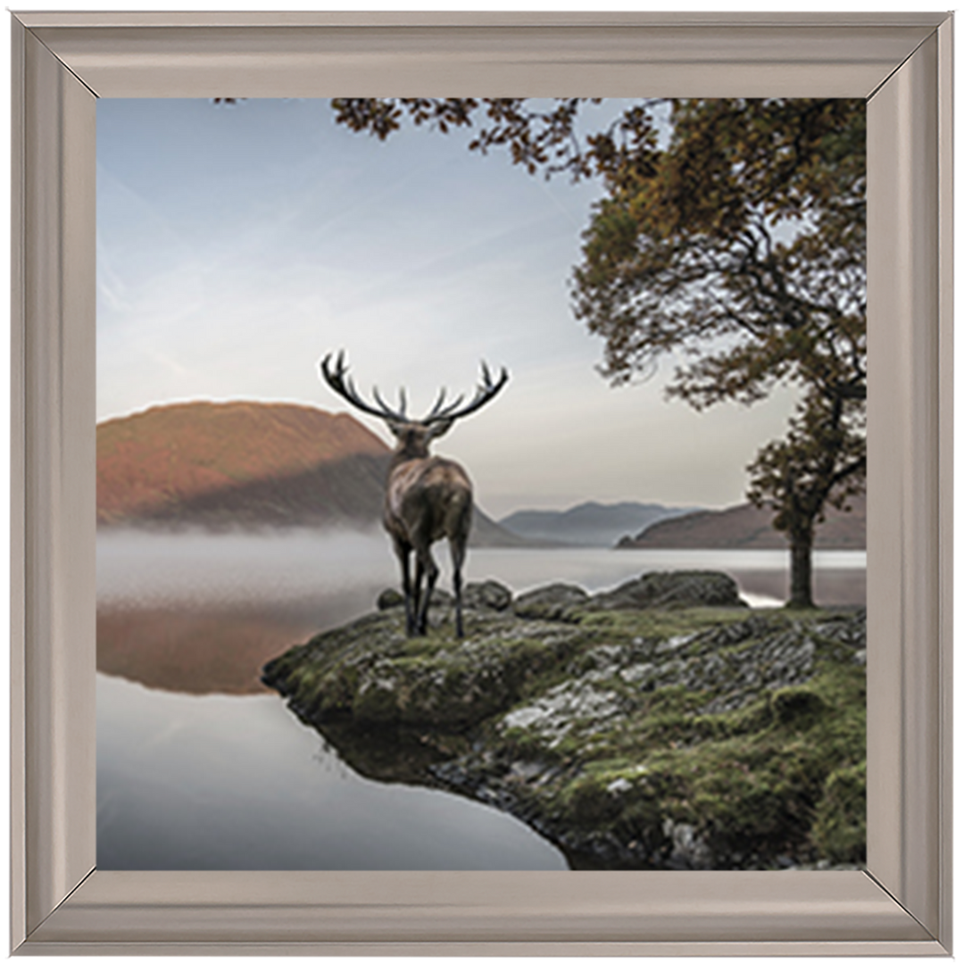 Single Stag 1