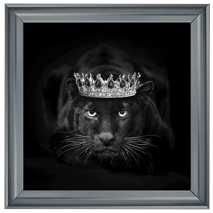 Royal Jaguar