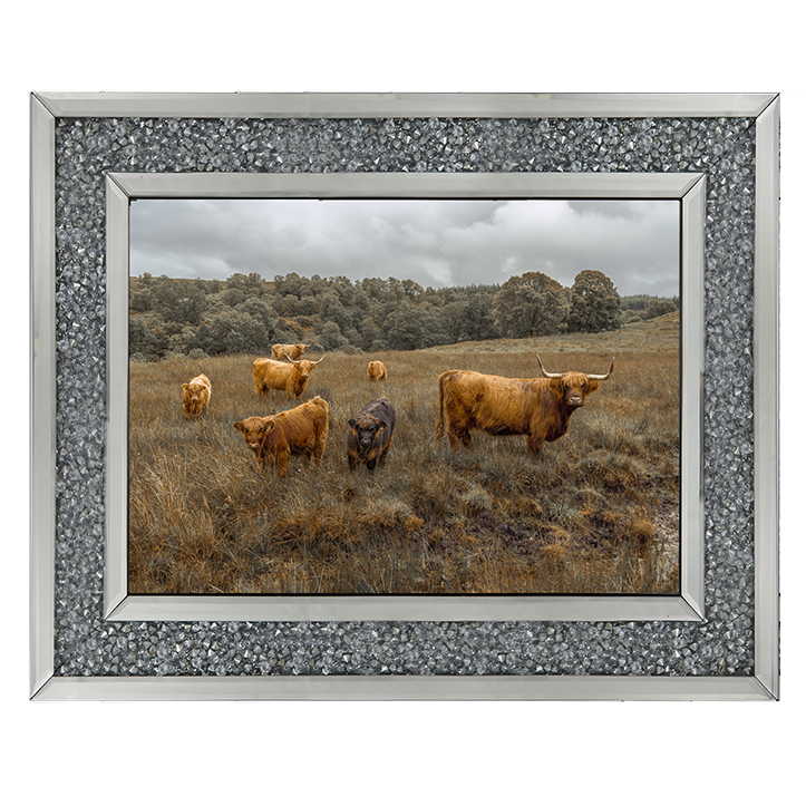 Highland Cows Colour