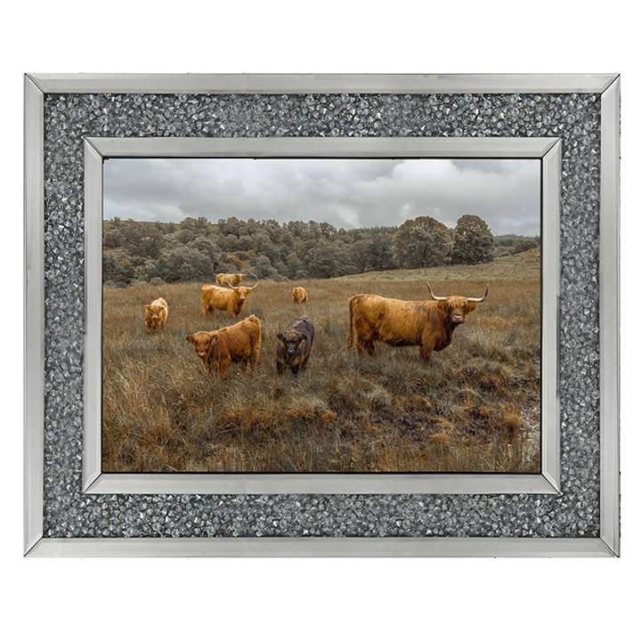 Highland Cows Colour