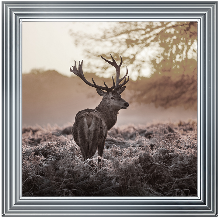 Single Stag