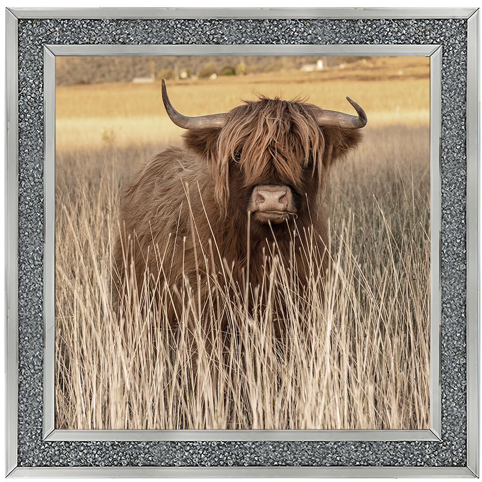 AN257 Highland Cow