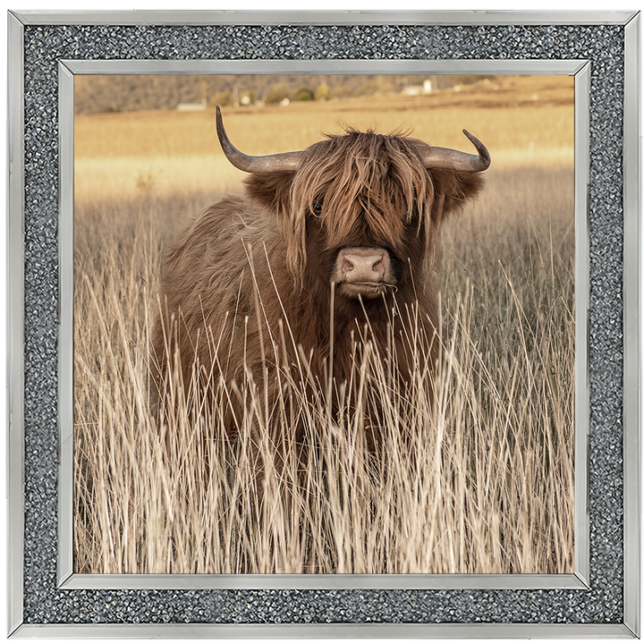 AN257 Highland Cow