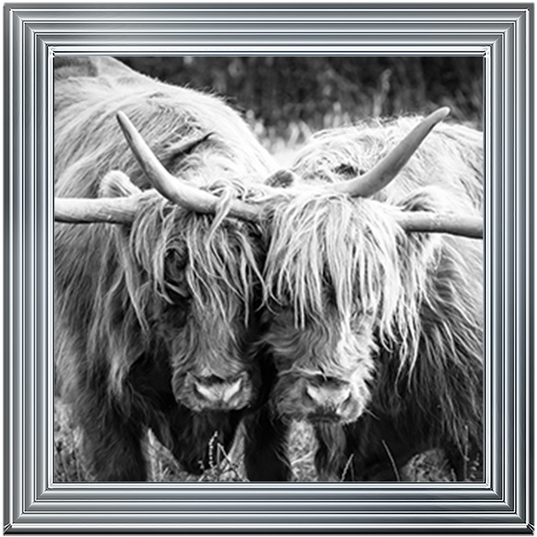 AN282 Highland Cow Love