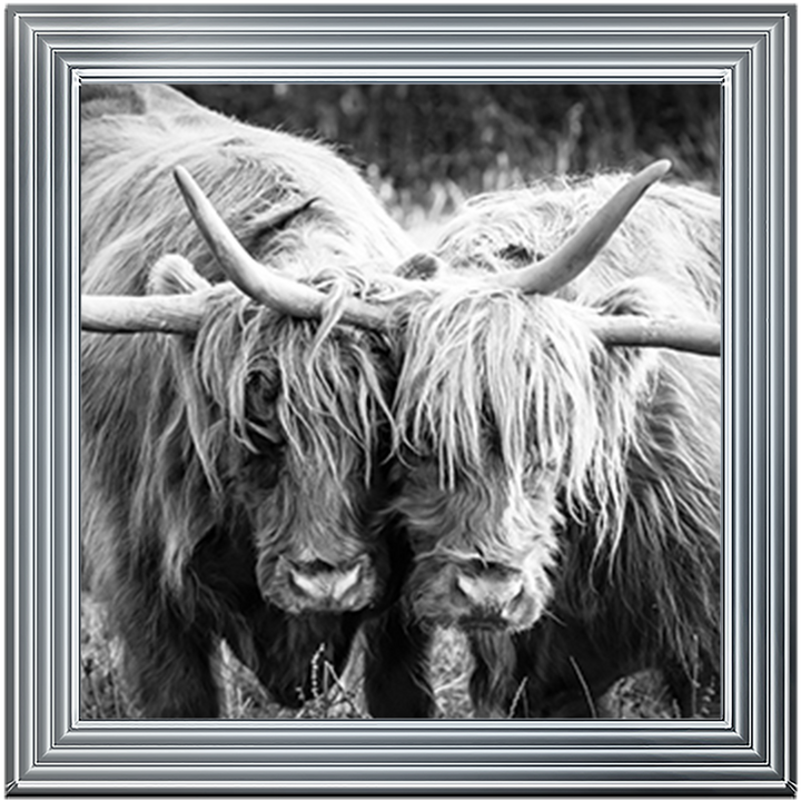 AN282 Highland Cow Love