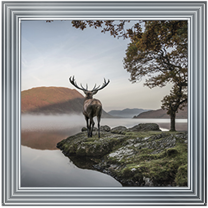 Single Stag 1