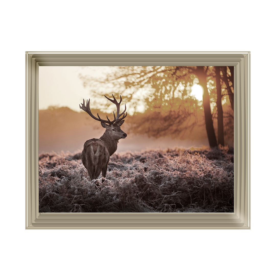 Single Stag 2