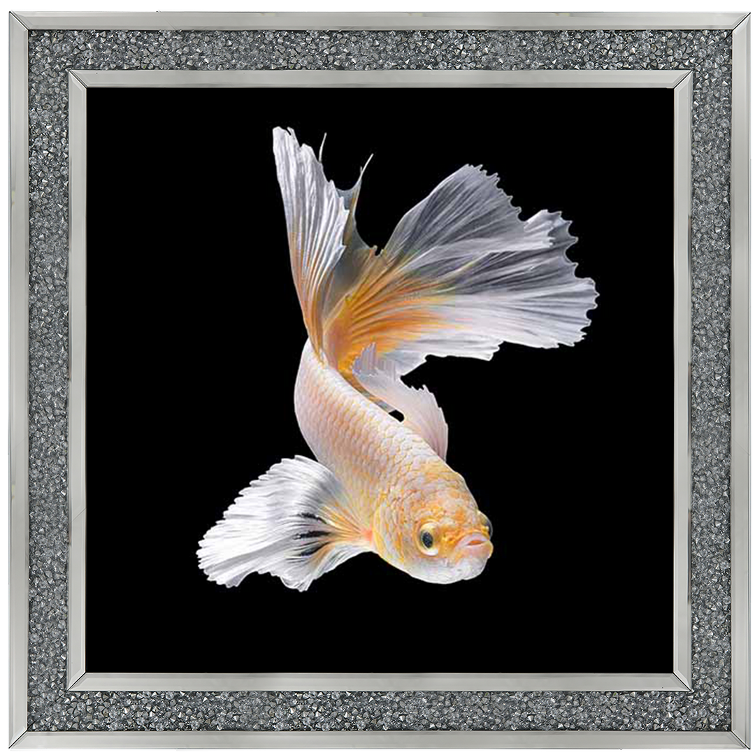 Orange & White Betta Fish |