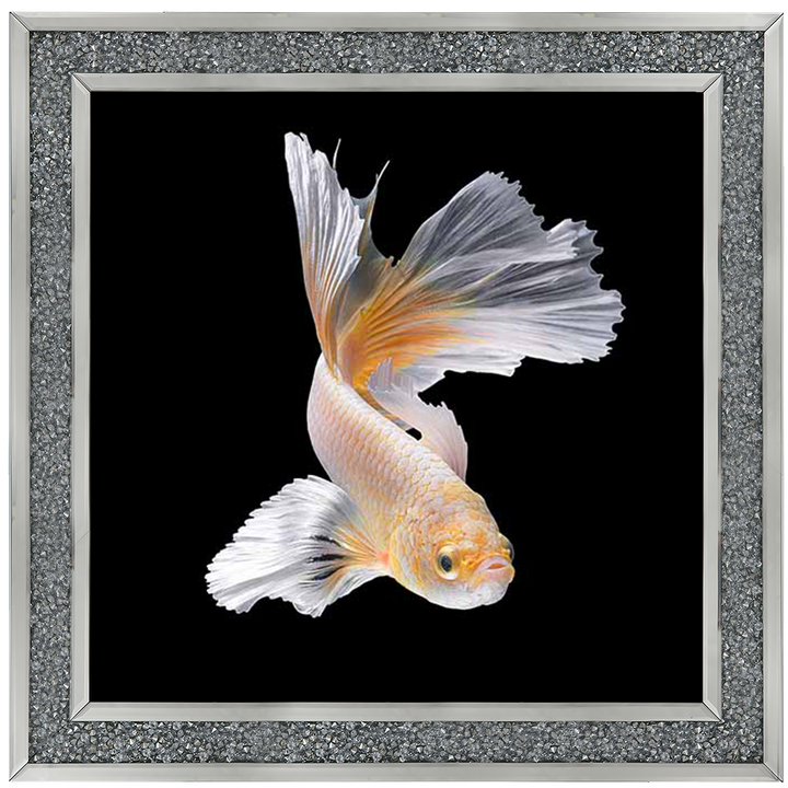 Orange & White Betta Fish |