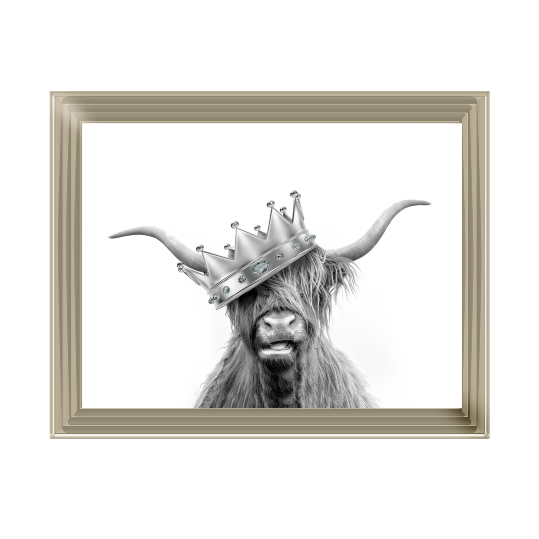 Crowned Highland Cow