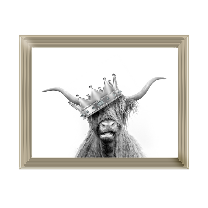 Crowned Highland Cow
