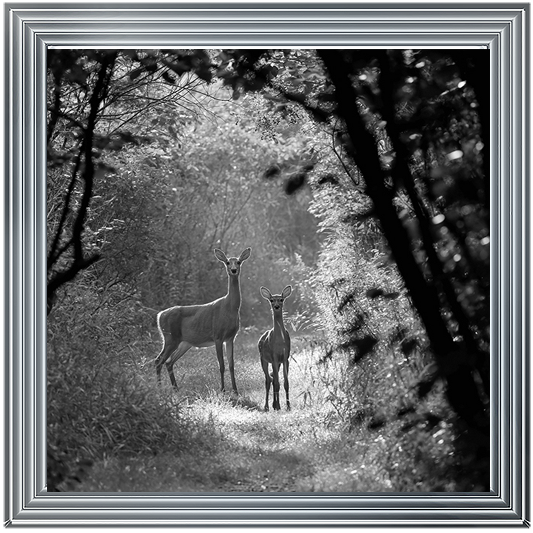 Single Deer