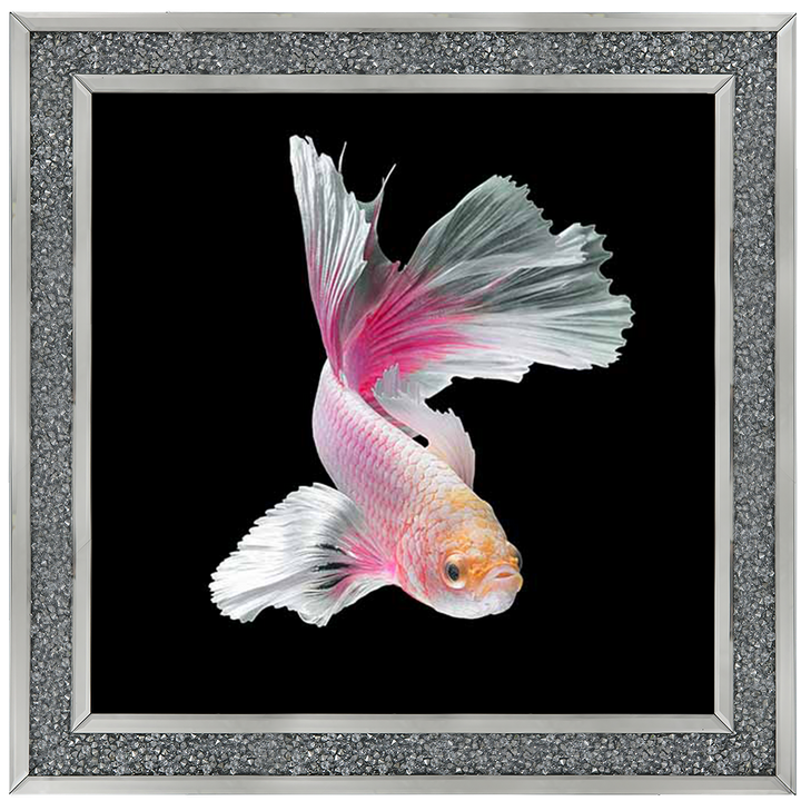 Pink & White Betta Fish |