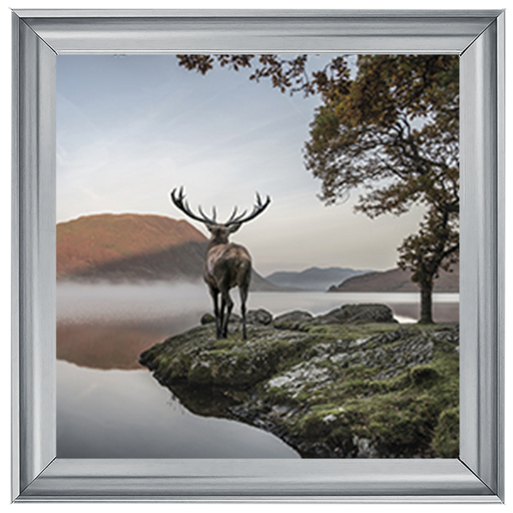Single Stag 1