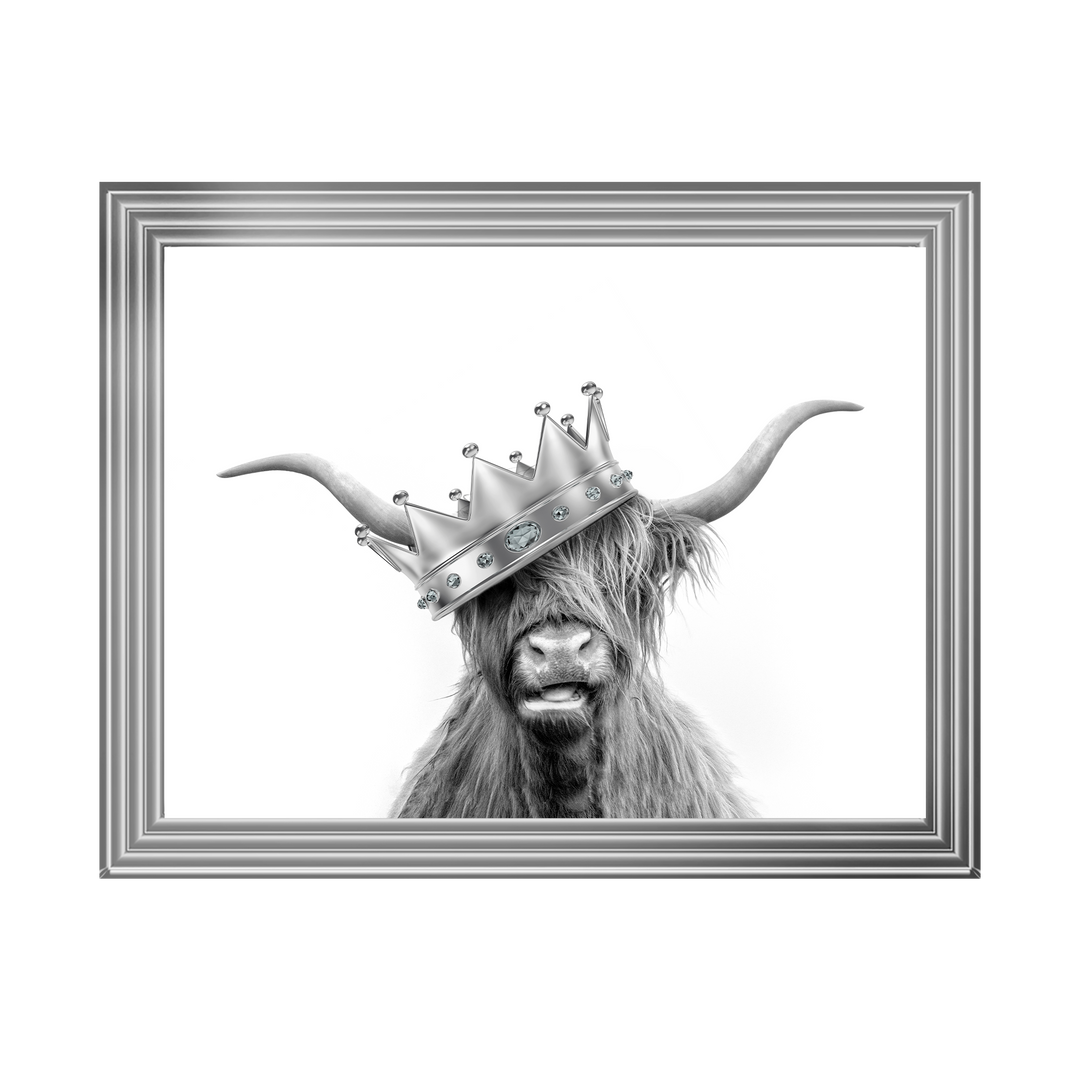 Crowned Highland Cow