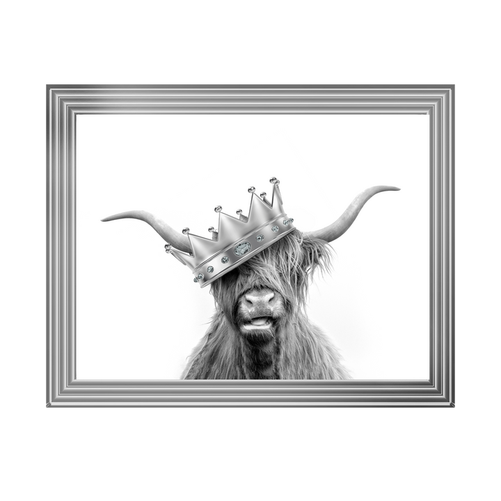 Crowned Highland Cow