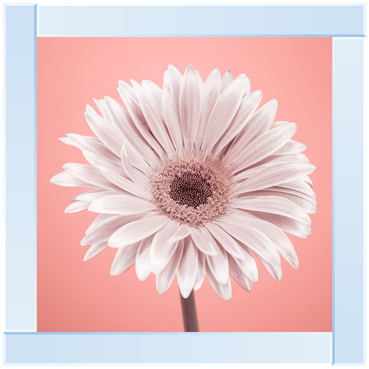 FL056 Single Gerbera Nude pink 1