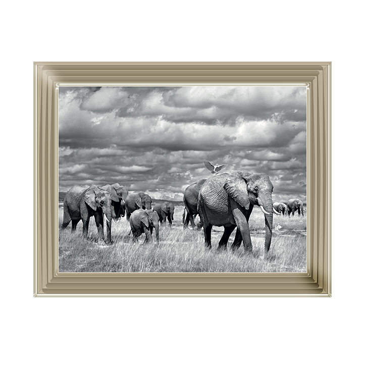 Elephants of Kenya