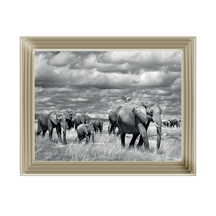 Elephants of Kenya