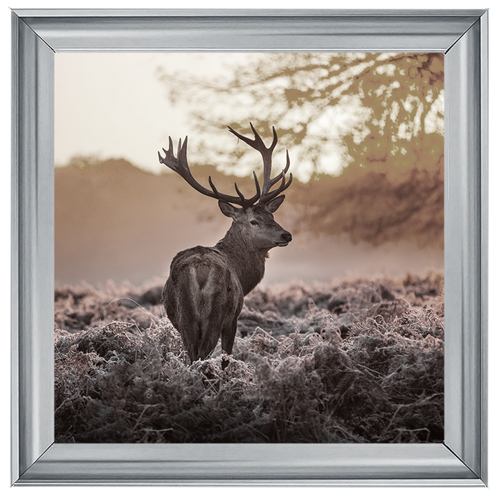 Single Stag