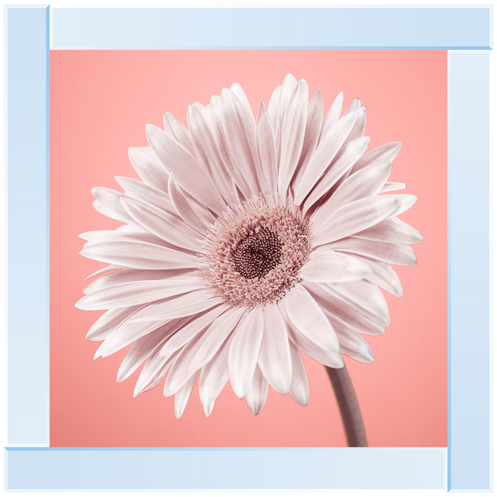 FL057 Single Gerbera Nude pink II