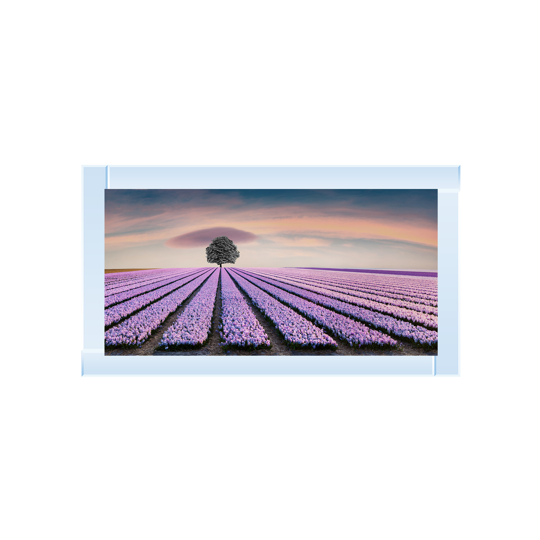 Purple Purple Field I