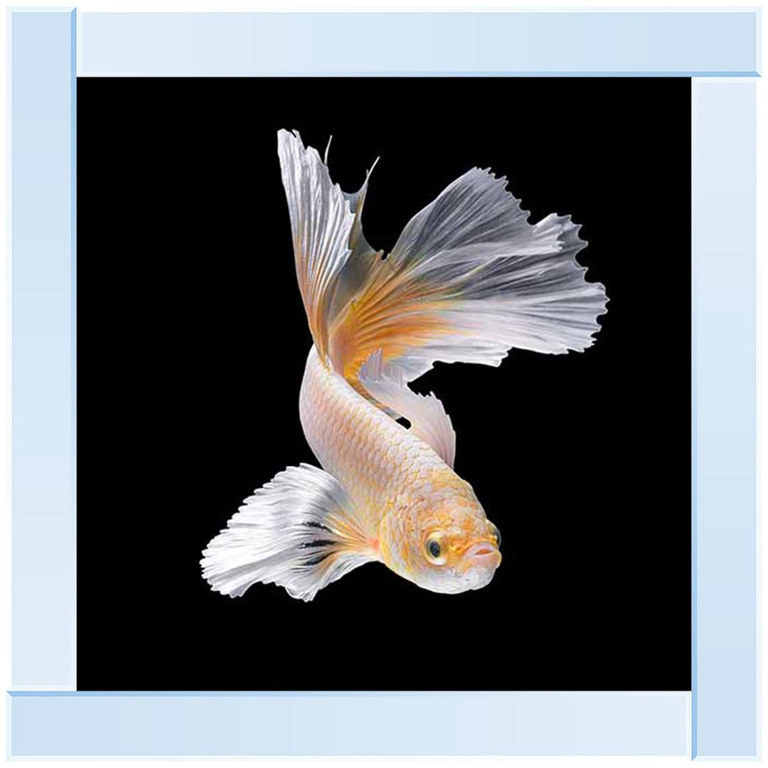 Orange & White Betta Fish |