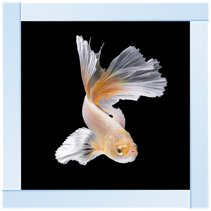 Orange & White Betta Fish |