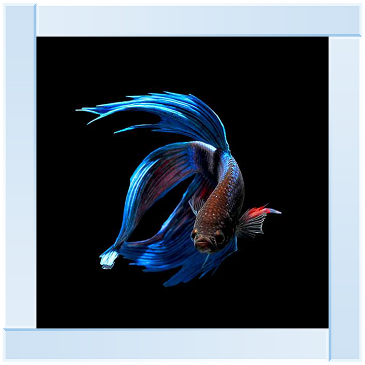 AN448 Blue & Red Betta Fish |