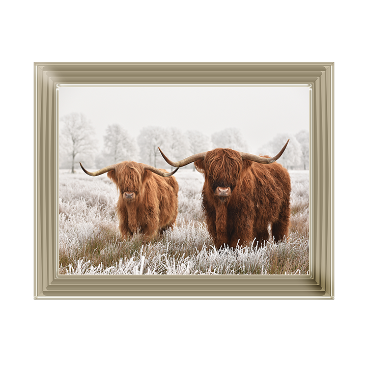 Highland Cow pair