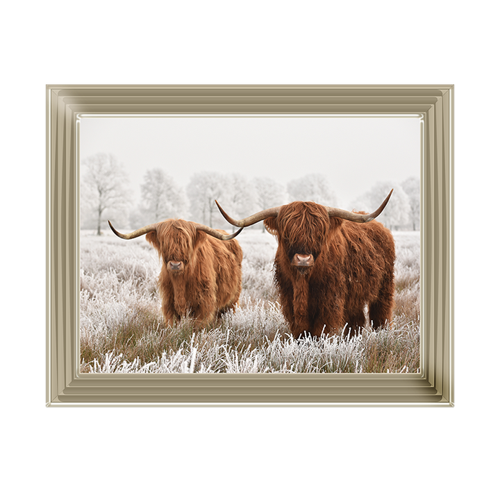 Highland Cow pair
