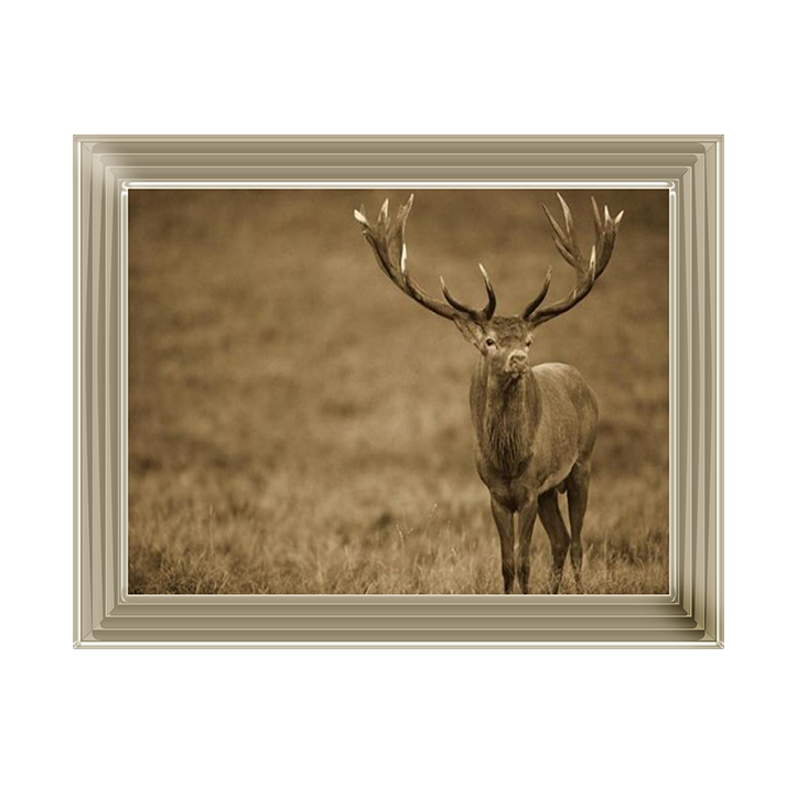AN065 Red Deer stag in autumn rutting season, Denmark