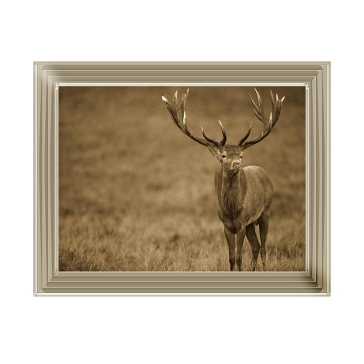 AN065 Red Deer stag in autumn rutting season, Denmark