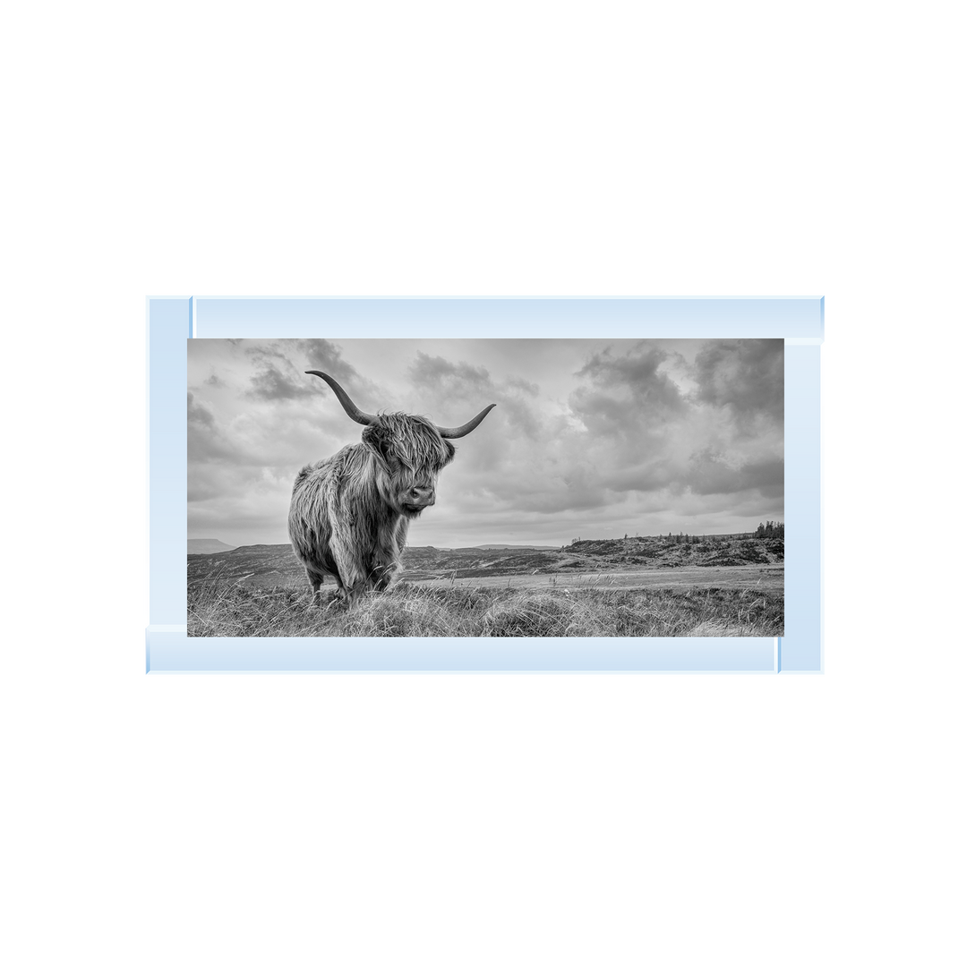 Highland Cow II