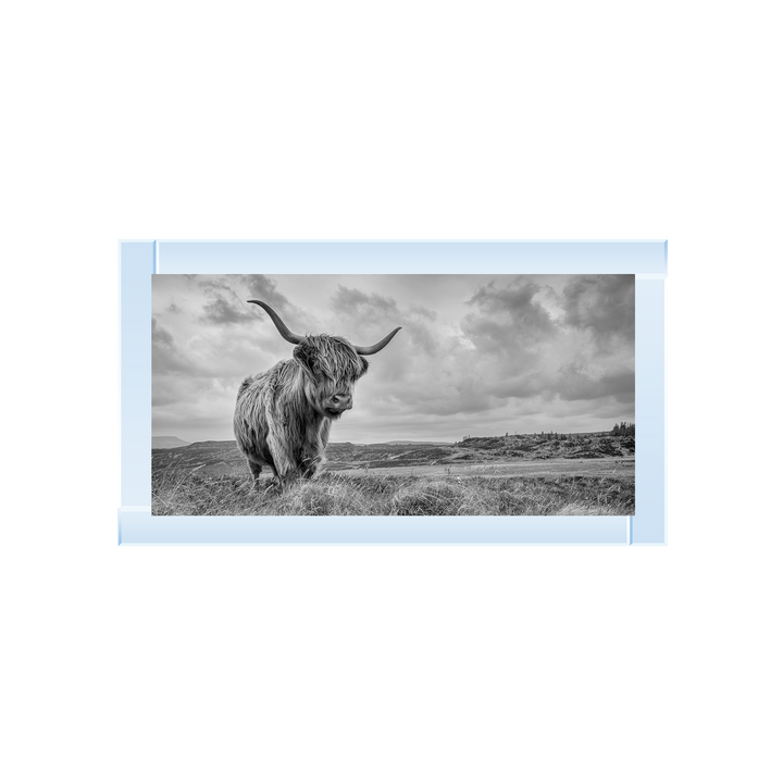 Highland Cow II
