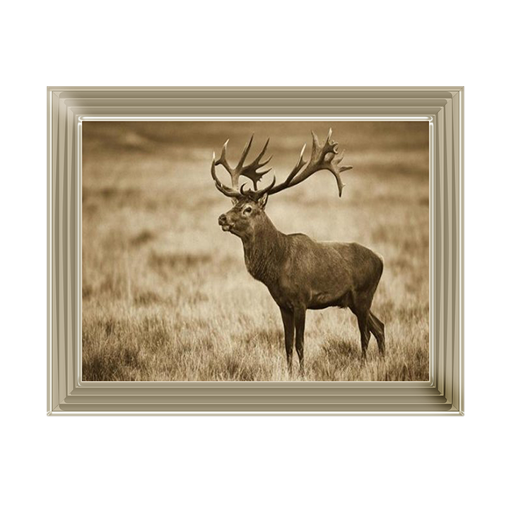 AN064 Red Deer stag, Cogenhagen, Denmark