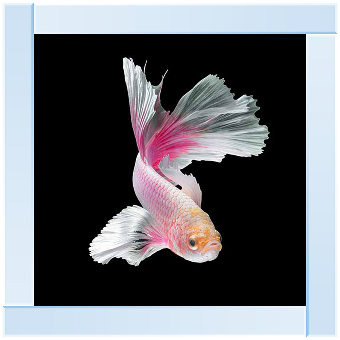 Pink & White Betta Fish |