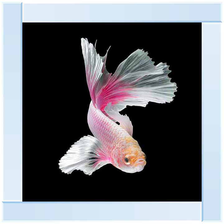 Pink & White Betta Fish |