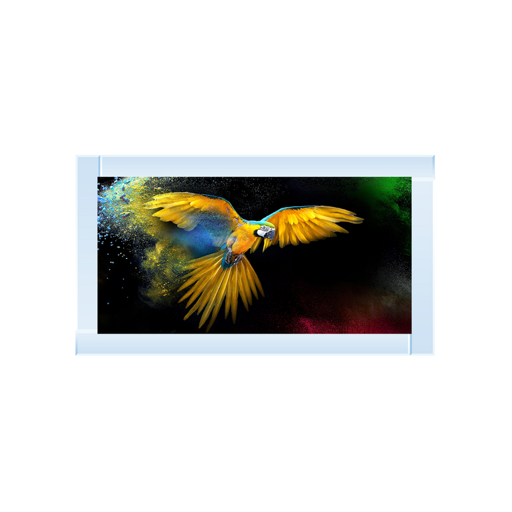 AN311 Rainbow parrot