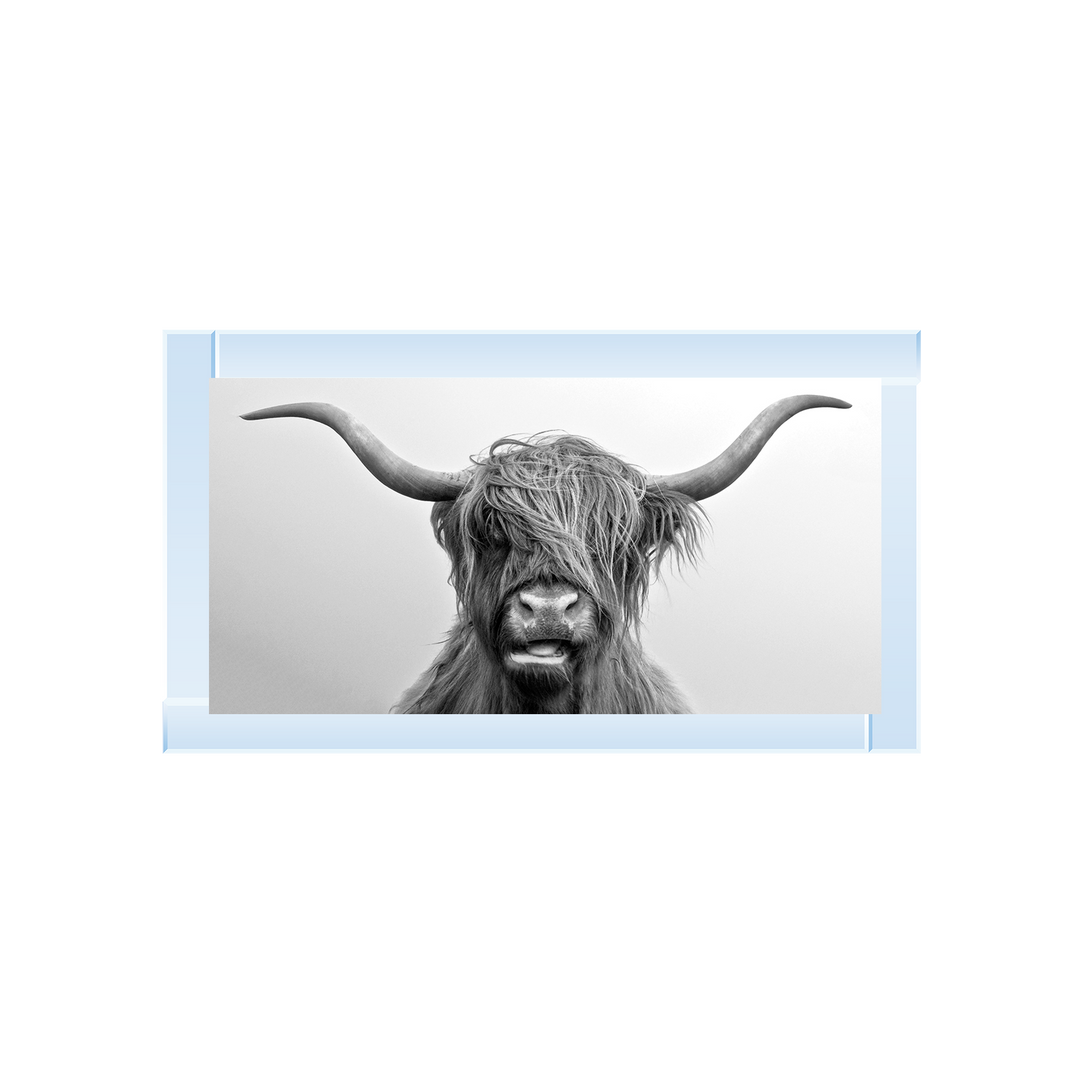 Highland Cow