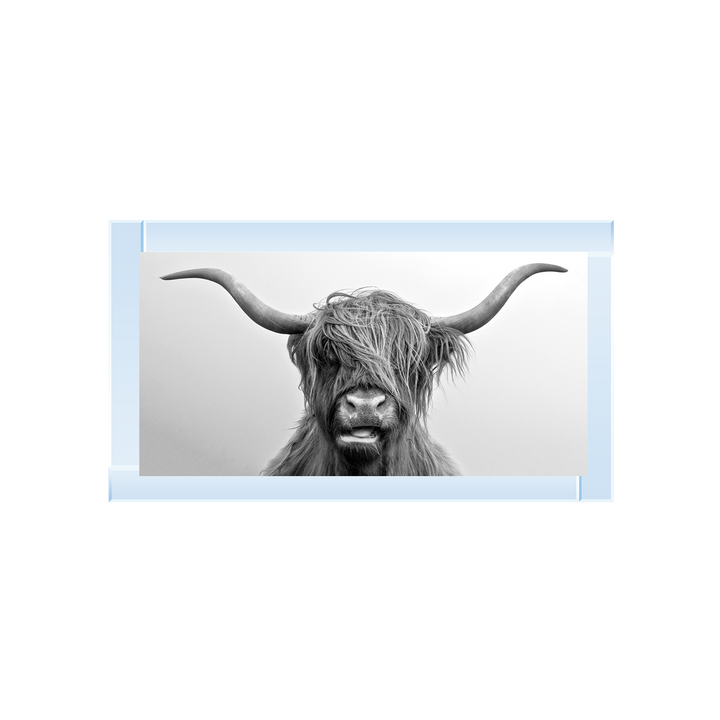 Highland Cow
