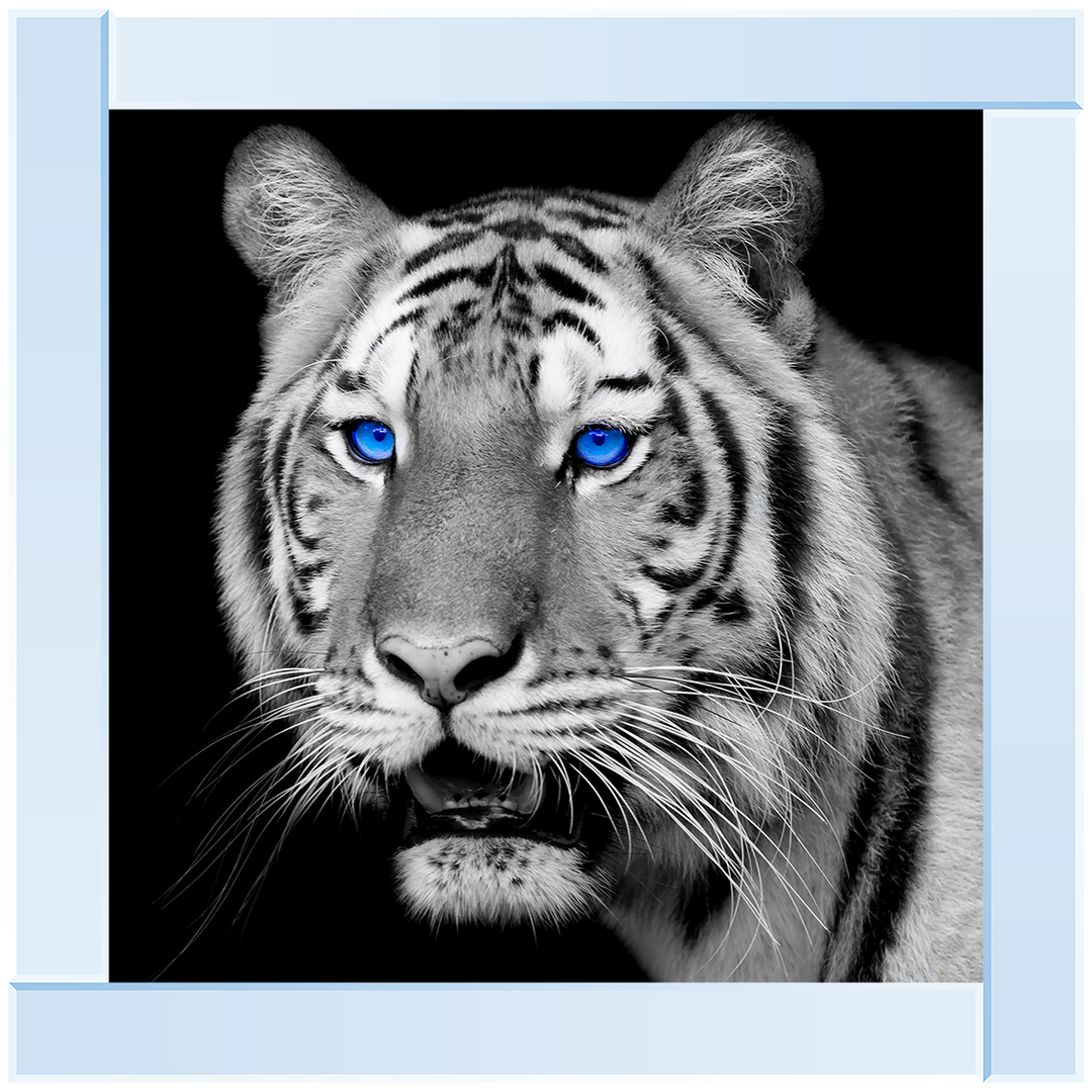 AN005 Blue Eyed Tiger