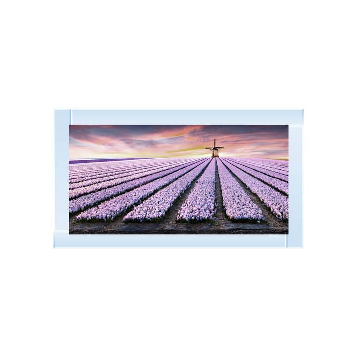 Purple Field