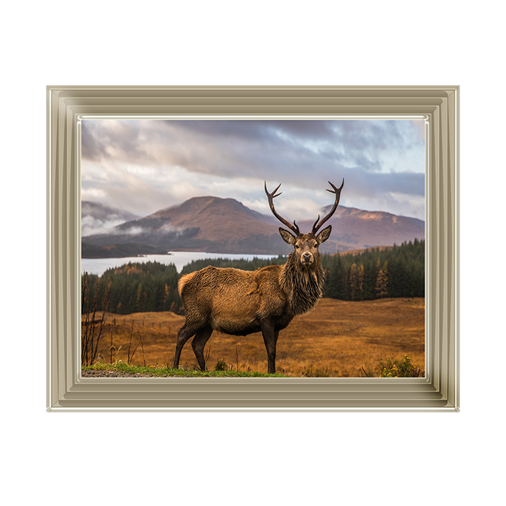 AN066 Highland Stag